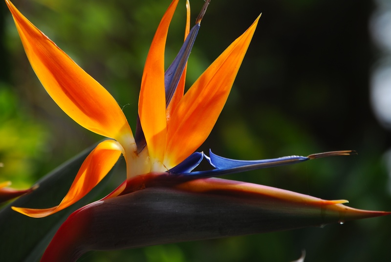 Bird of Paradise Flower Description