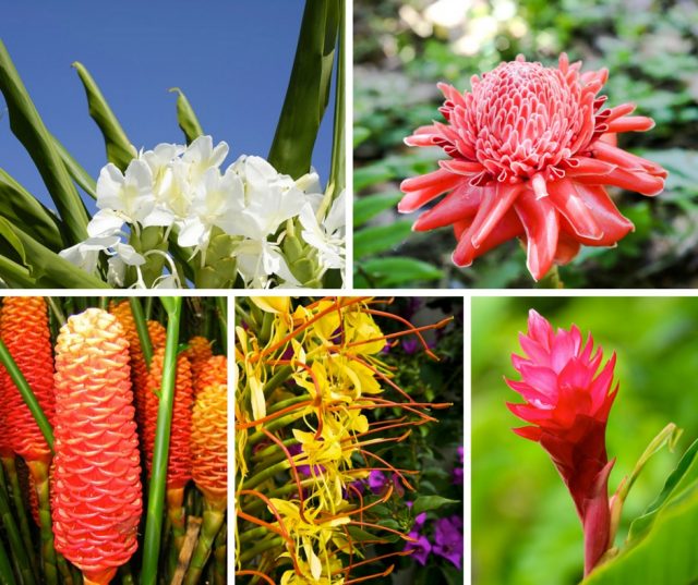 Hawaiian Flower Buying Guide - With Our Aloha