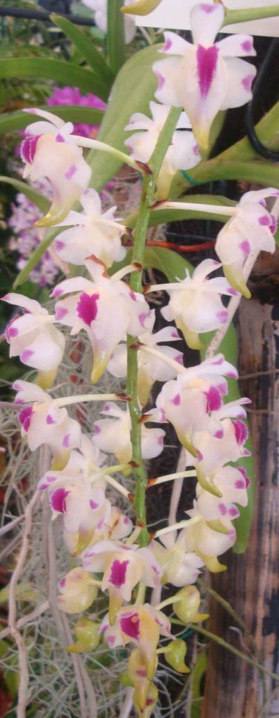 pink dendrobium