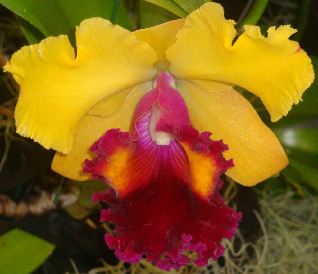 Yellow cattleya orchid