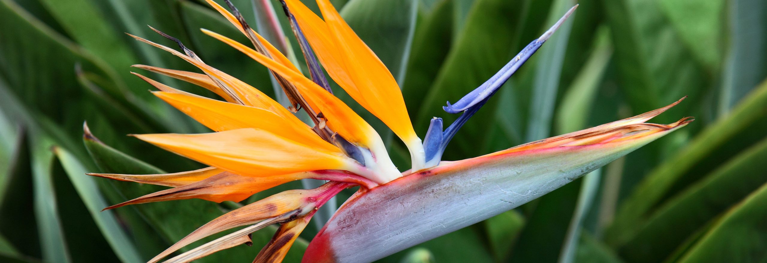 Hawaiian Flowers, Leis and Gifts - With Our Aloha